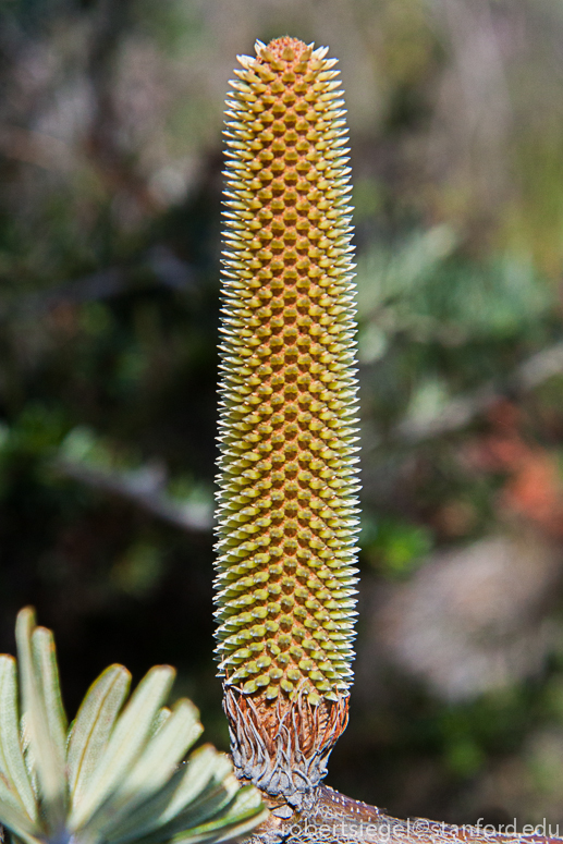 banksia